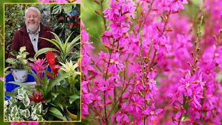 SALICAIRE  UNE FLAMBOYANTE FLEUR VIVACE QUI SE PLAÎT AU BORD DE L’EAU Le Quotidien du Jardin N°326 [upl. by Gamages]