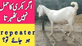 Rajanpuri goat  Gulabi Goat  how to do if a goat not become pregnant  pregnant goat signs [upl. by Gwenora]