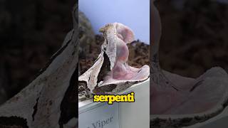 SE VEDI QUESTO SERPENTE SCAPPA [upl. by Dorran]