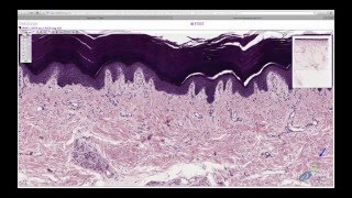 Histology Helper  Connective Tissue Histology [upl. by Robinetta795]