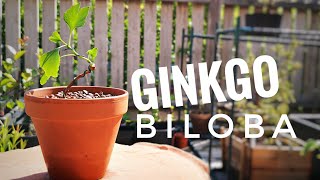 Ginkgo biloba from seed  First repotting  June 2019 [upl. by Ynohtnael]