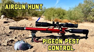 Escape the Pigeon Invasion Airgun Pest Control [upl. by Ahsenahs]