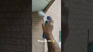 Wasps nest Tuckpointing [upl. by Alamaj]