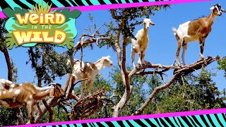 These Goats Climb Trees Like Its Their Job Because It Is  WEIRD IN THE WILD [upl. by Nesrac]