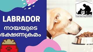 Labrador Food Malayalam  Labrador malayalam  Homemade Dog Food  Dog Food Malayalam [upl. by Sathrum942]