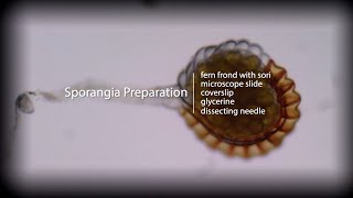 Fern Sporangia Preparation [upl. by Nadabus]