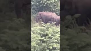 Hathi mera Sathi Short Video Pls Subscribe [upl. by Annoval105]