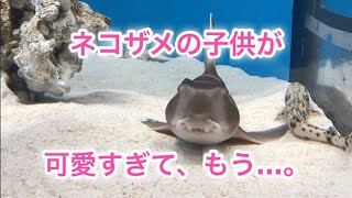 ネコザメの正面顔耐久動画可愛すぎ注意 アクアワールド大洗水族館 Heterodontus japonicus Japanese bullhead shark [upl. by Aihsyak54]