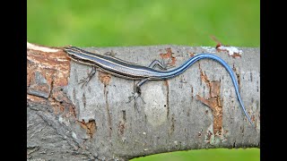 Virginia Lizards  Common Fivelined Skink  Plestiodon fasciatus [upl. by Zubkoff]