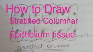 How to draw stratified columnar epithelium tissue very easily [upl. by Rika]