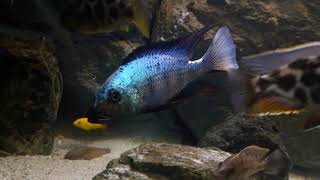 Fossorochromis rostratus male [upl. by Valerian703]