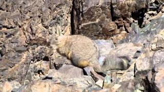 Viscacha Lagidium viscacia [upl. by Winola804]