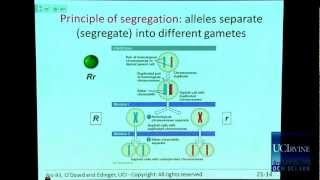 Bio Sci 93 DNA to Organisms Lec21 Simple Mendelian [upl. by Silas592]