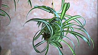 Le bouturage du chlorophytum  MFR Bias [upl. by Milano]