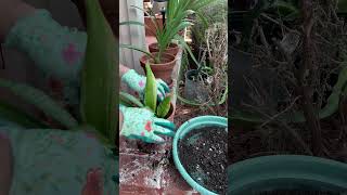 Is Your Dracaena Dying Fix It with This Simple Trick repotting water shorts [upl. by Chrisse]