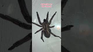 Huntsman Spider caught a fly [upl. by Aldous340]