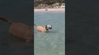 Aldinga beach ⛱️pittielife dontbullymybreed soundcloudartist gentlepittie pibble [upl. by Kiyoshi]