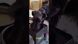 ASMR Snack time for Ralph the giant schnauzer [upl. by Nabroc]