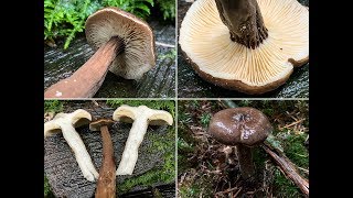 MohrenkopfMilchling SchwarzkopfMilchling Rußkopf Lactarius lignyotus [upl. by Arjan]