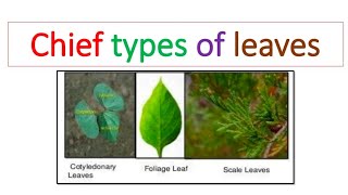 Chief Types of Leaves  Bsc Botany [upl. by Nywloc]