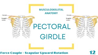 Force Couple  Upward Rotation [upl. by Oicanata]