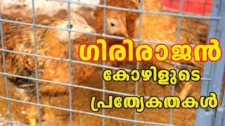 ഗിരിരാജൻ കോഴികൾ ചില്ലറക്കാരല്ല  Girirajan Kozhi Valarthal  Chicken Farming in Kerala [upl. by Ahsac]