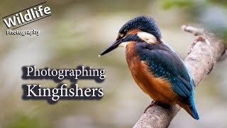 Common Kingfisher Bird Photography  UK Wildlife and Nature Photography  Canon R5 [upl. by Kcirrek]