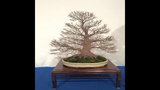 Noelanders Bonsai Show 2016 [upl. by Durr962]