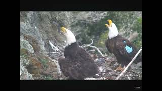 Bald Eagle Thunder Hunts Prey at West End 03272024 exploreorg [upl. by Culosio423]