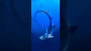 quotThresher Shark Ocean’s Whip Predatorquot nature viral viralvideo ytshorts shorts shark ocean [upl. by Babbette]