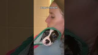 Why do wet dogs smell like wet dogs even after being shampood corgipuppy puppybath adoptdontshop [upl. by Lemuelah]