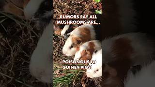 Can Guinea Pigs Eat Mushrooms  GuineaDad School shorts [upl. by Olimpia]