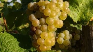 Moezelwijn  wijnbouw aan de Moezel  Duitsland  Wijn  Riesling  BernkastelKues  Cochem  Trier [upl. by Enilegnave]