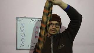 DNA Chromatin amp Chromosome Difference [upl. by Ainod]