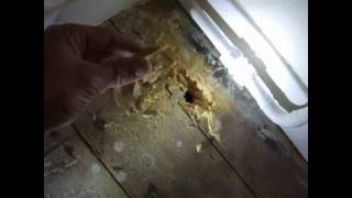 Woodworm Infestation active or not [upl. by Powell]