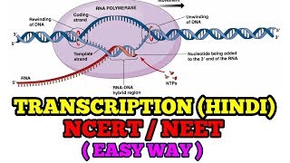 TRANSCRIPTION IN HINDI EASY WAY NCERTNEET [upl. by Eignav374]