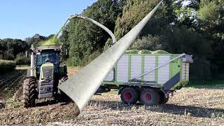 Claas Jaguar 980 mit Claas Axion Gespanne im Mais [upl. by Annid]