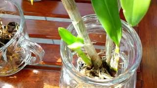 My new dendrobiums in full water culture and in bark [upl. by Duwalt]