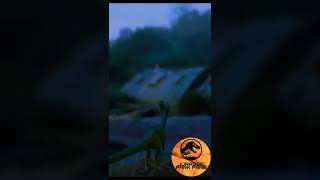 Compsognathus Jurassic Park III [upl. by Nairbal467]