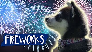 Fireworks Noise Desensitization For Dogs [upl. by Stedmann]