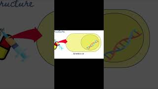 Metronidazole  Flagyl  Mechanism of Action  Pharmacology [upl. by Aleyam133]