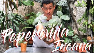 Peperomia Incana Care and Propagation [upl. by Sirrah]