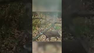 This Buck Took Off hunting whitetaildeer bucks [upl. by Trabue31]