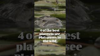 4 Of The Best Places To See Platypuses In The Wild  Australian Wildlife Journeys [upl. by Crary]