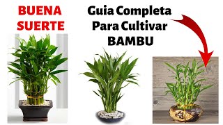 ¿Como Cultivar Bambu En Casa  Cuidados y Reproduccion [upl. by Isoais]