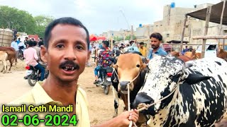 Big Challenge In Rates 😳 Ismail Goth Mandi 02062024 Karachi Cattle Update  Cow Mandi 2024 [upl. by Parnell]