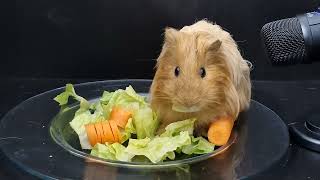 Guinea Pigs GO CRAZY for This Veggie Buffet [upl. by Layman935]