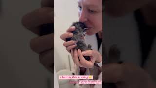 How to Bottle Feed Kittens With a Syringe [upl. by Debee999]