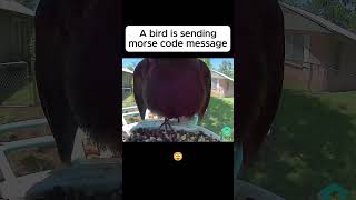 A bird is making a Morse code sound 😯😯Can you decode it birds shorts birdwatching [upl. by Amitarp]