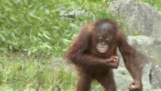 Orang Utan Sibu makes triumphant return to Dublin Zoo [upl. by Viv]